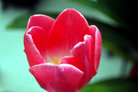 Spring floral blossom