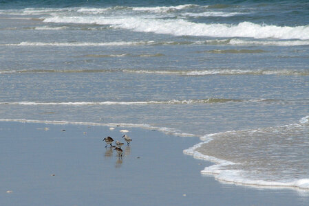 Sanderlings at Holgate Beach photo