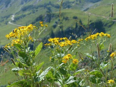 Bloom yellow senecio alpinus