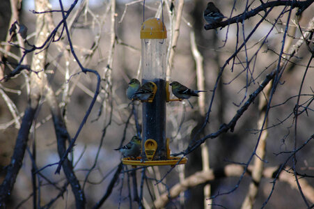 American goldfinch-1 photo