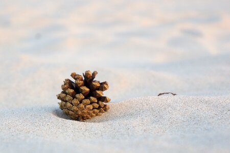 Sand pine beach