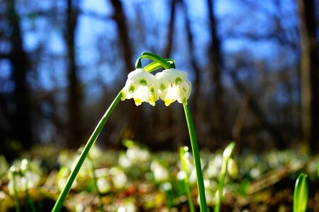 Bloom white forest photo