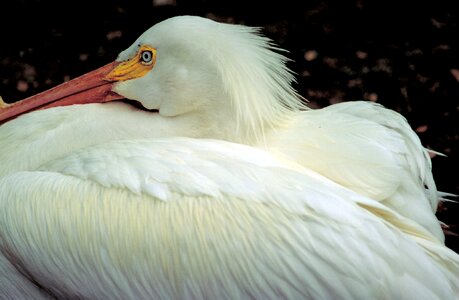 Waterfowl wildlife nature