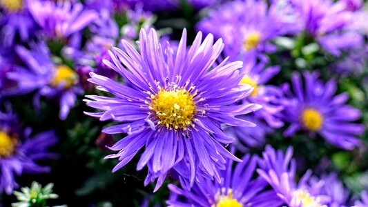 Composites flower autumn