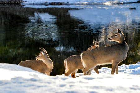 Deer at McDonald Creek photo