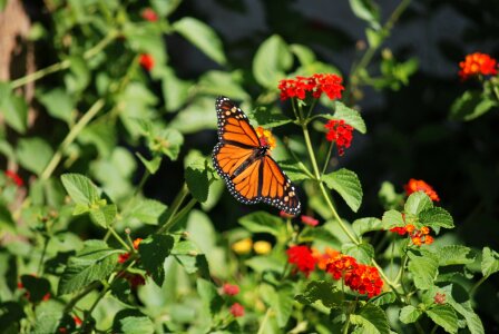 Insect wing wildlife