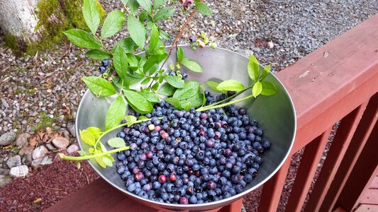 Juicy food ripe