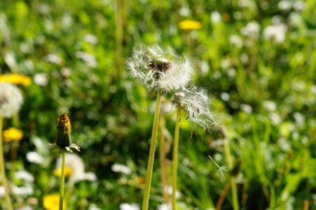 Meadow seed field