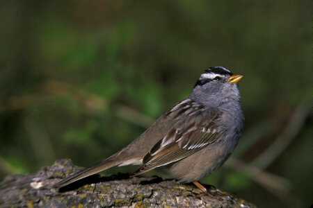 WO3777 White-crowned Sparrow photo