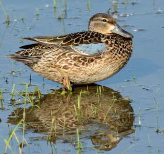 Blue-winged Teal hen photo