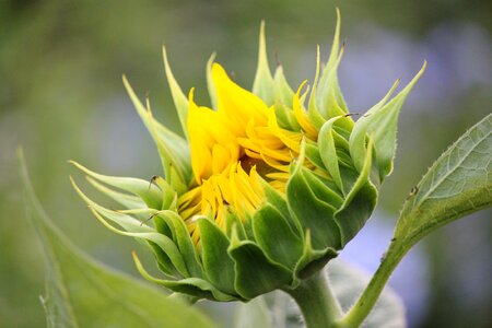 Petal bloom aquatic photo