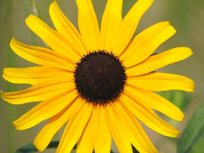 Brown eyed wildflower