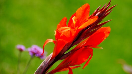 Red flower summer lights photo