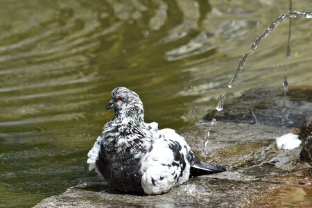 Fountain pigeon water photo
