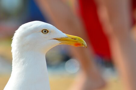 Seagull birds beach