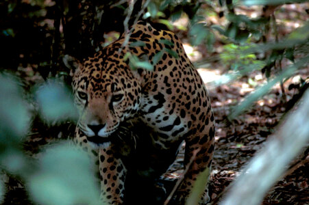 Jaguar-3 photo