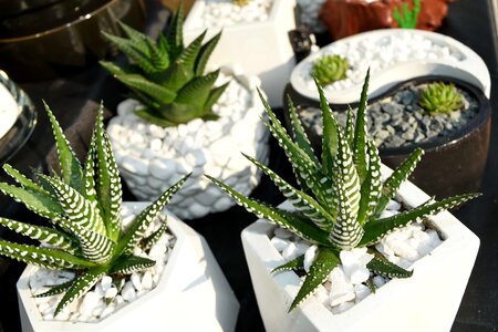 Cactus decoration miniature