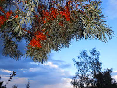 sea-buckthorn photo