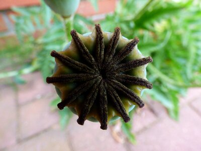 Garden summer dandelion