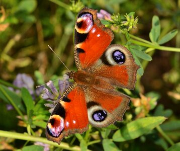 Insects butterflies ianchis