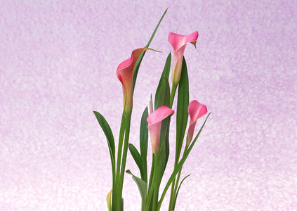 Pink Calla beautiful flower on a white background