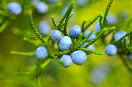 Fruit mature green fruits