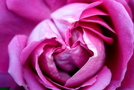 Rose rosa flower