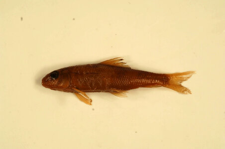 Moxostoma sp.