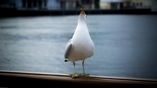 Nature bird beak photo