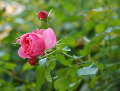 Nature plant rose bush photo