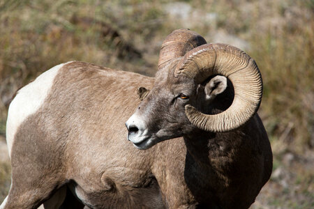 Ram portrait-1