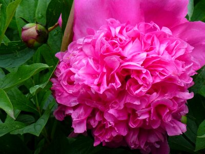 Blossom bloom garden