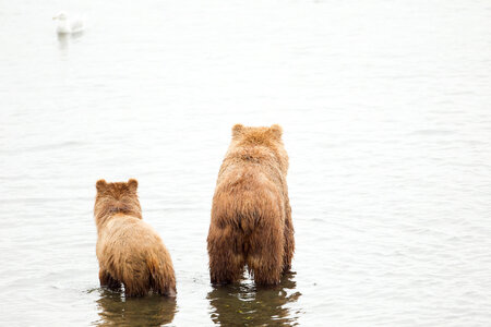 Kodiak brown bear with cub-1