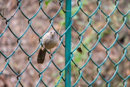 Bird Sits on Chain Link Fence photo