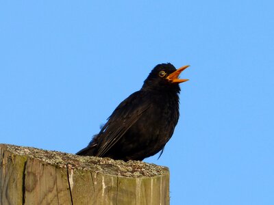 Songbird sing black