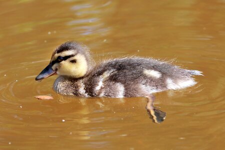 Chicken water animal