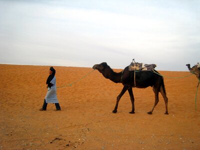 Desert landscape camel photo