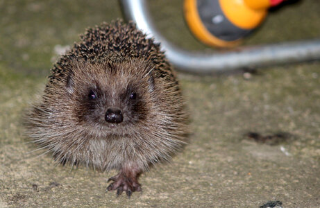 Hedgehog on the ground