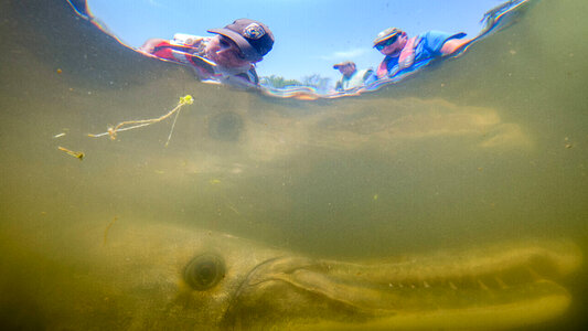 Alligator gar-3 photo