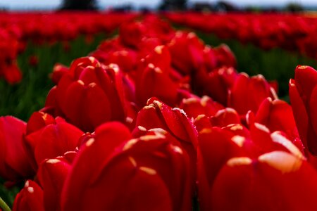 Red Flowers in Garden photo