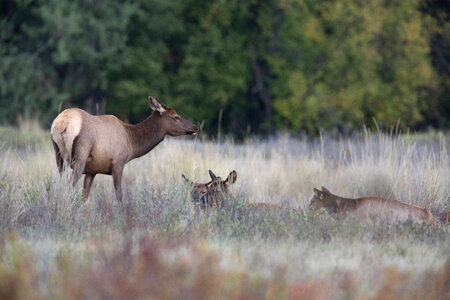 Cow Elk and young photo