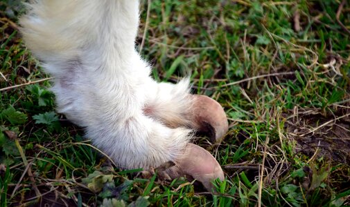 Alpaca animal fauna photo