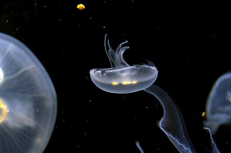 Peaceful sea life jellies