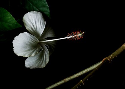 White flower flower macro photography