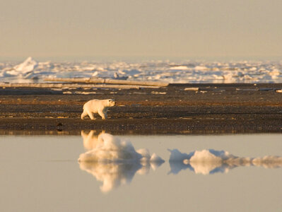 Polar bear walking along the shore photo