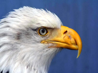 Beautiful Photo bird chief