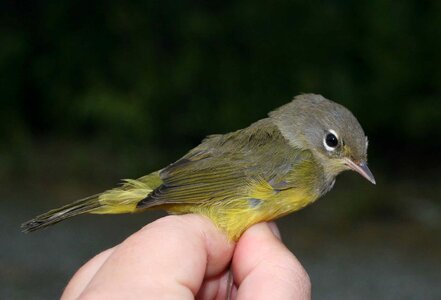 Bird juvenile mourning