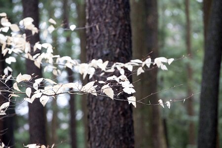 Leaf plant tree photo