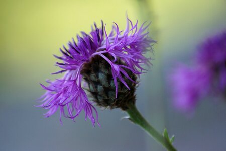 Flowers plant mountain flora photo