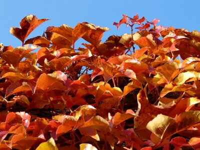 Red autumn leaves photo